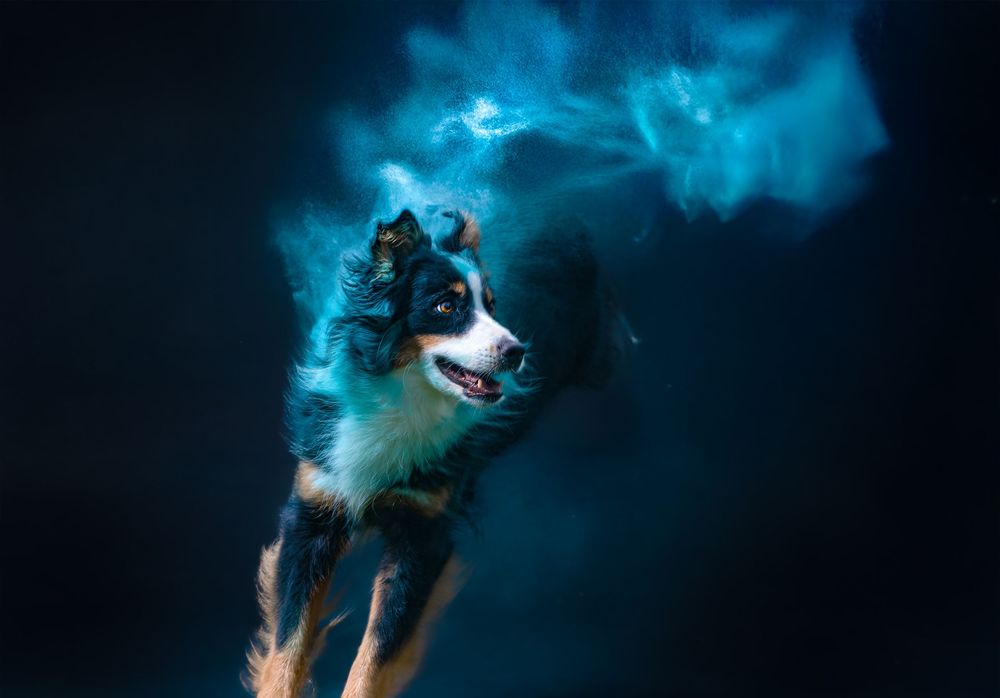 Border collie dog with black and white fur surrounded by ethereal blue smoke effect against dark background.
