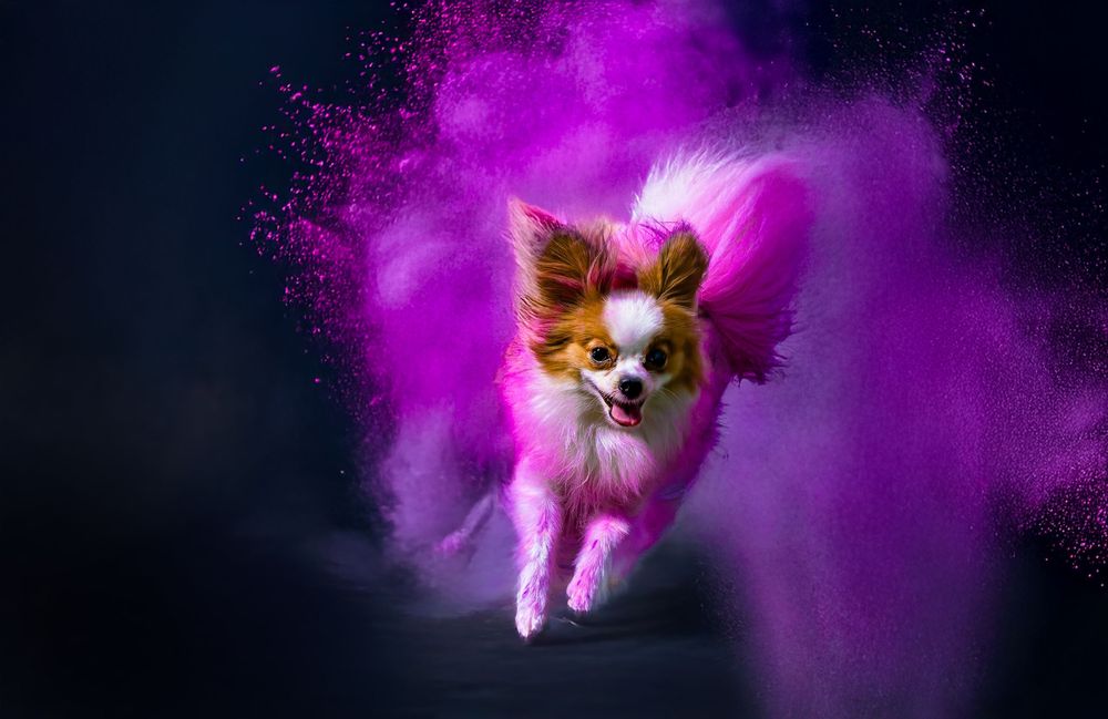 A Chihuahua dog with long fur shakes its head creating a vibrant purple powder explosion effect in a dark setting.