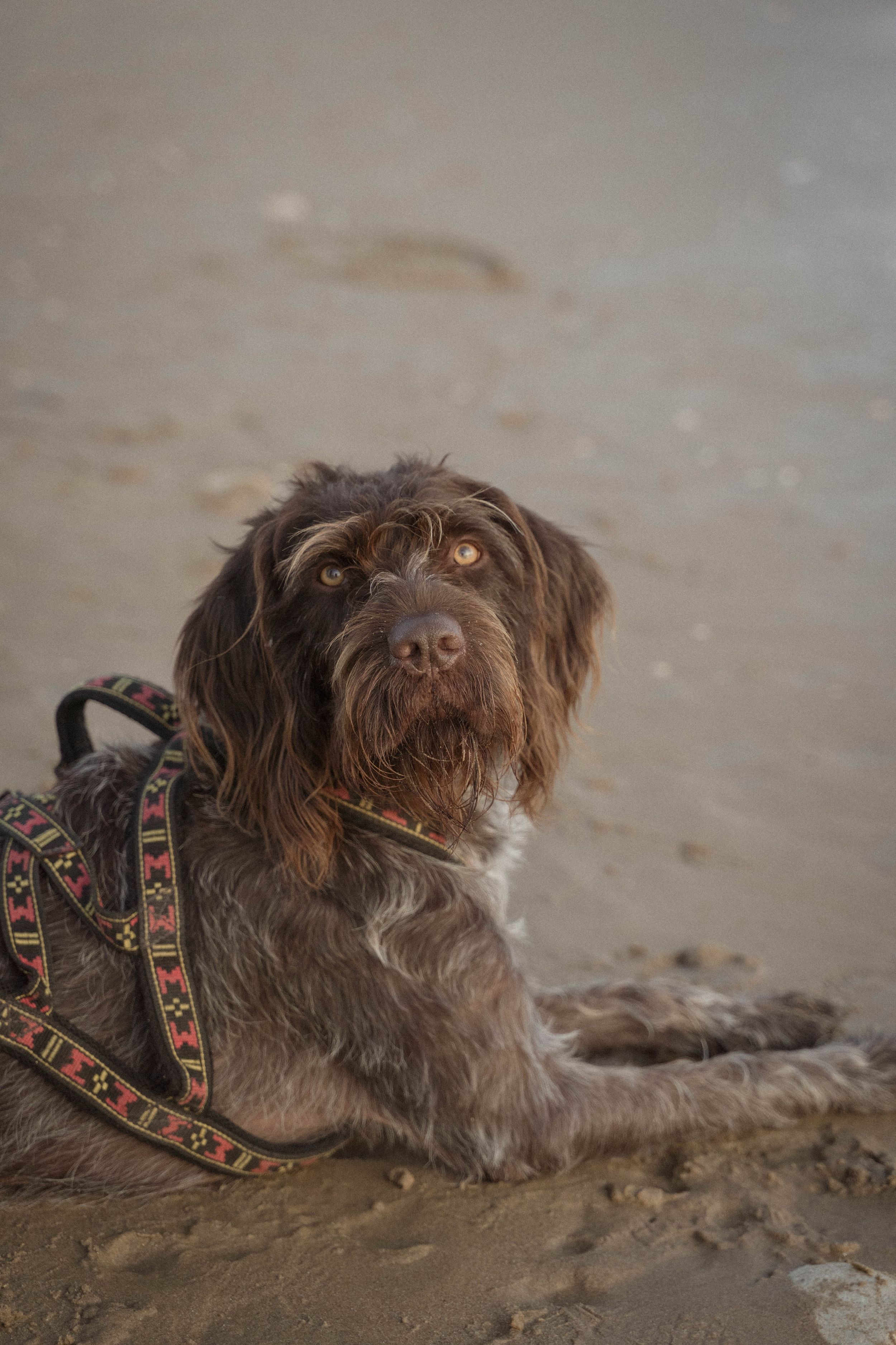 photography photographer photographe photographie mariage intimistes elopement authentique émotions motos chiens dogs