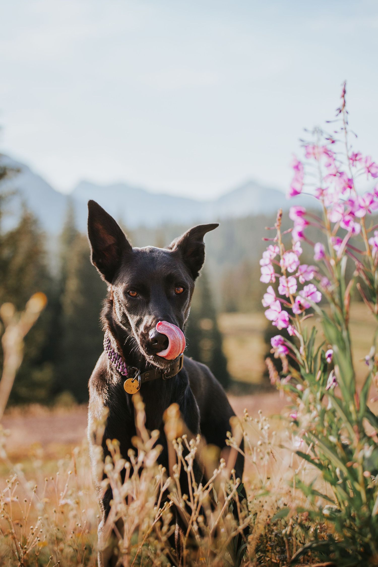 Adventure hiking dog photographer