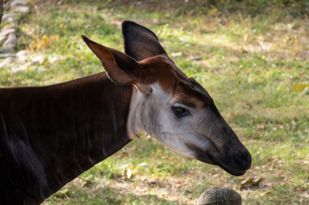 Close-up profile view of an okapi's head showing its distinctive long ears and reddish-brown coloring in a natural setting.