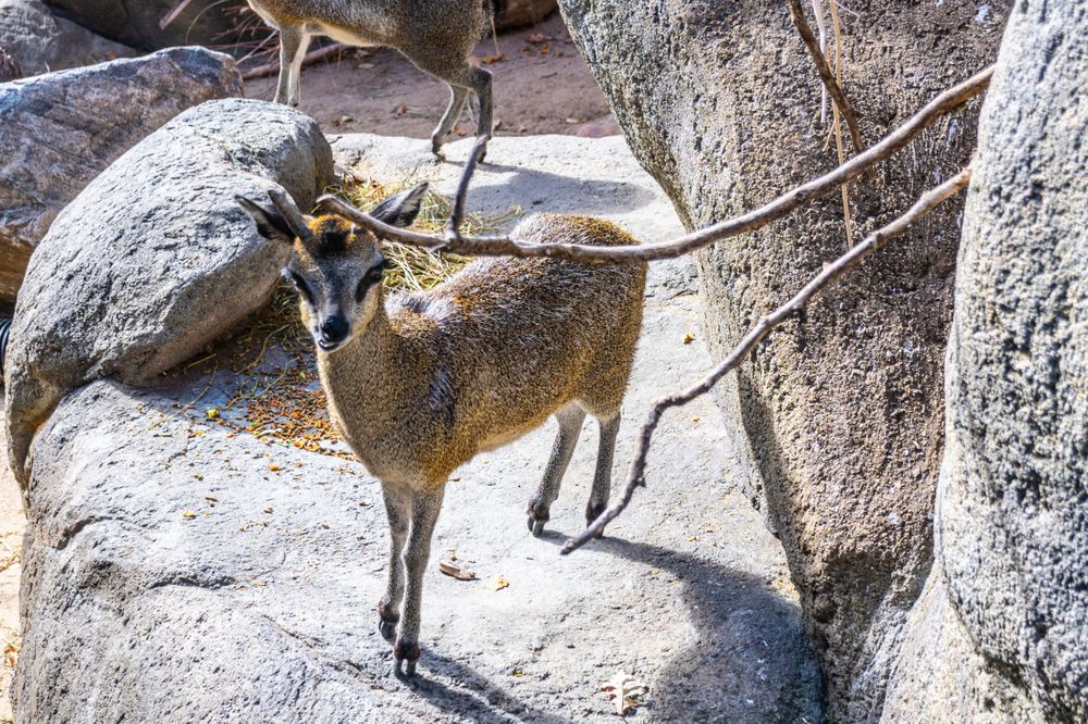 Small dik-dik antelope standing on rocky terrain in its natural habitat.