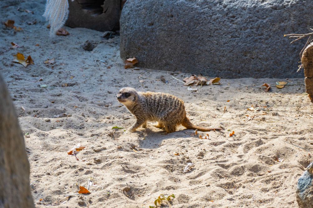 Meerkat walking across sandy ground near large gray rocks in a zoo enclosure.