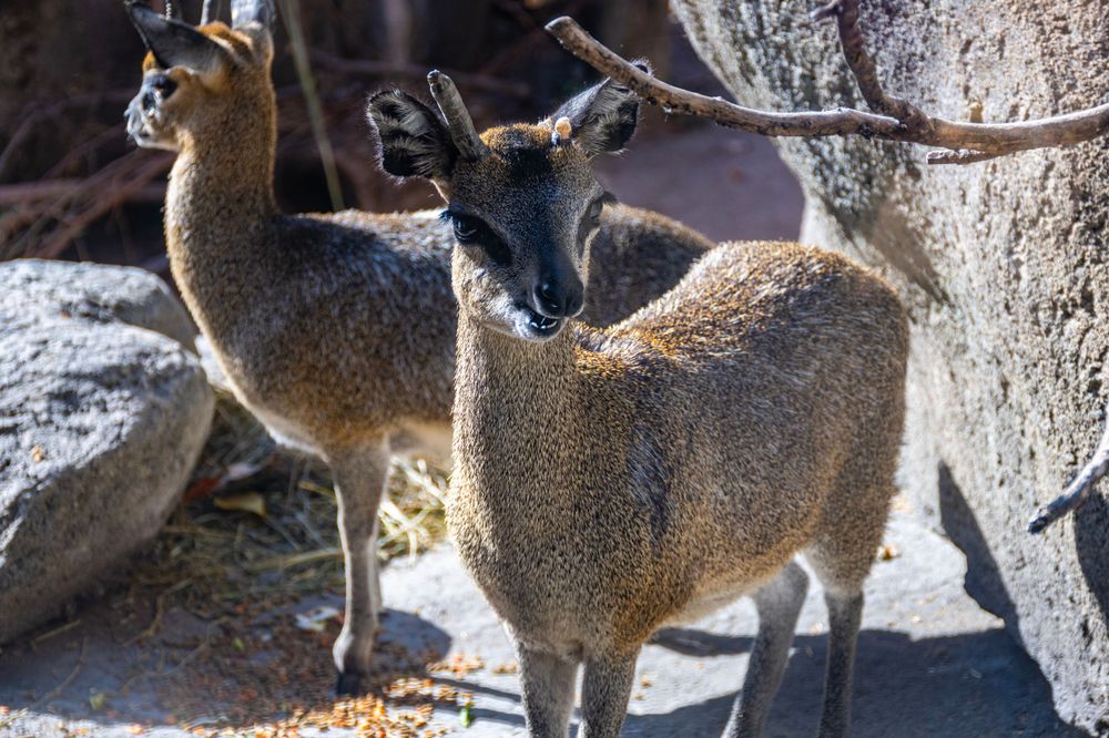 Two klipspringer antelopes standing alert on rocky terrain in sunlight.
