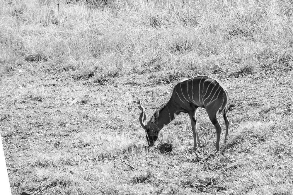 Black and white photo of a lone kudu grazing in dry grassland.