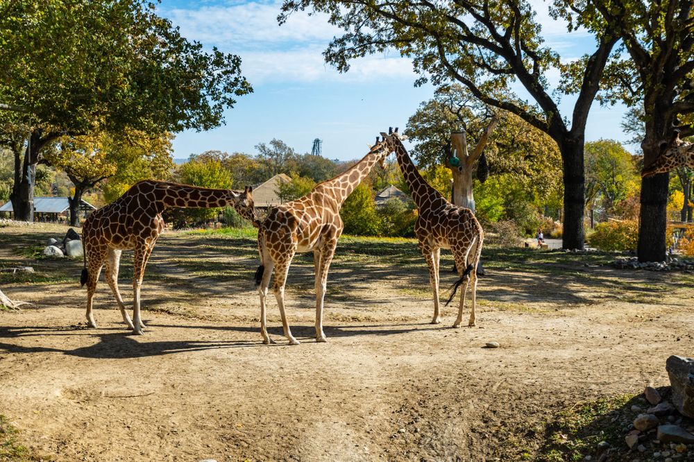 Three tall giraffes standing together in a sunny zoo enclosure surrounded by trees.