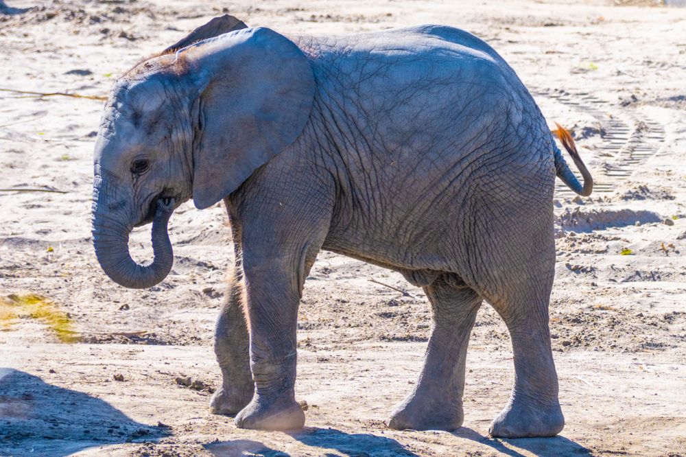 Young elephant calf walking across dry sandy terrain in natural habitat.