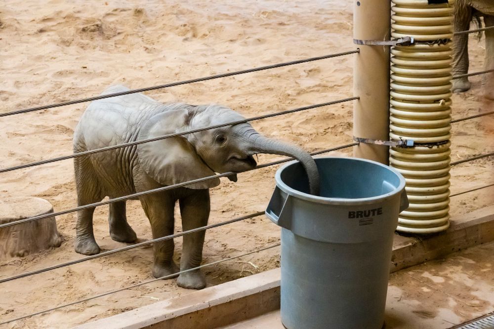 Baby elephant reaching for water container in what appears to be a sanctuary setting.