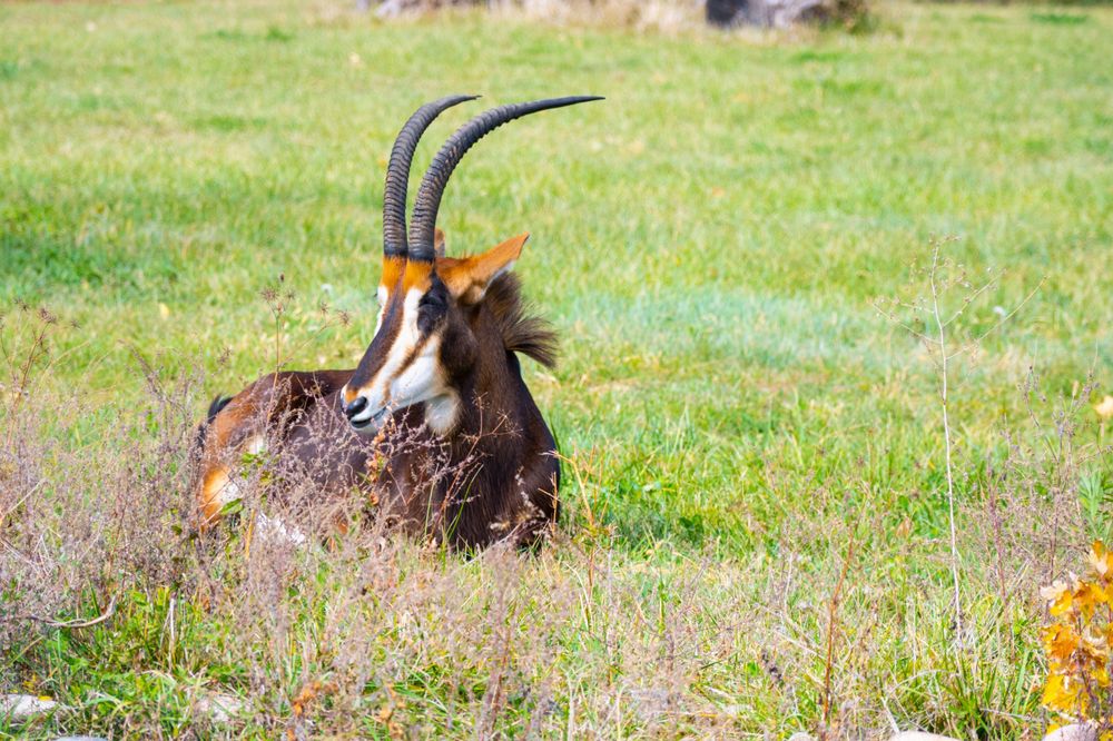 Sable antelope with long curved horns rests in green grass field.