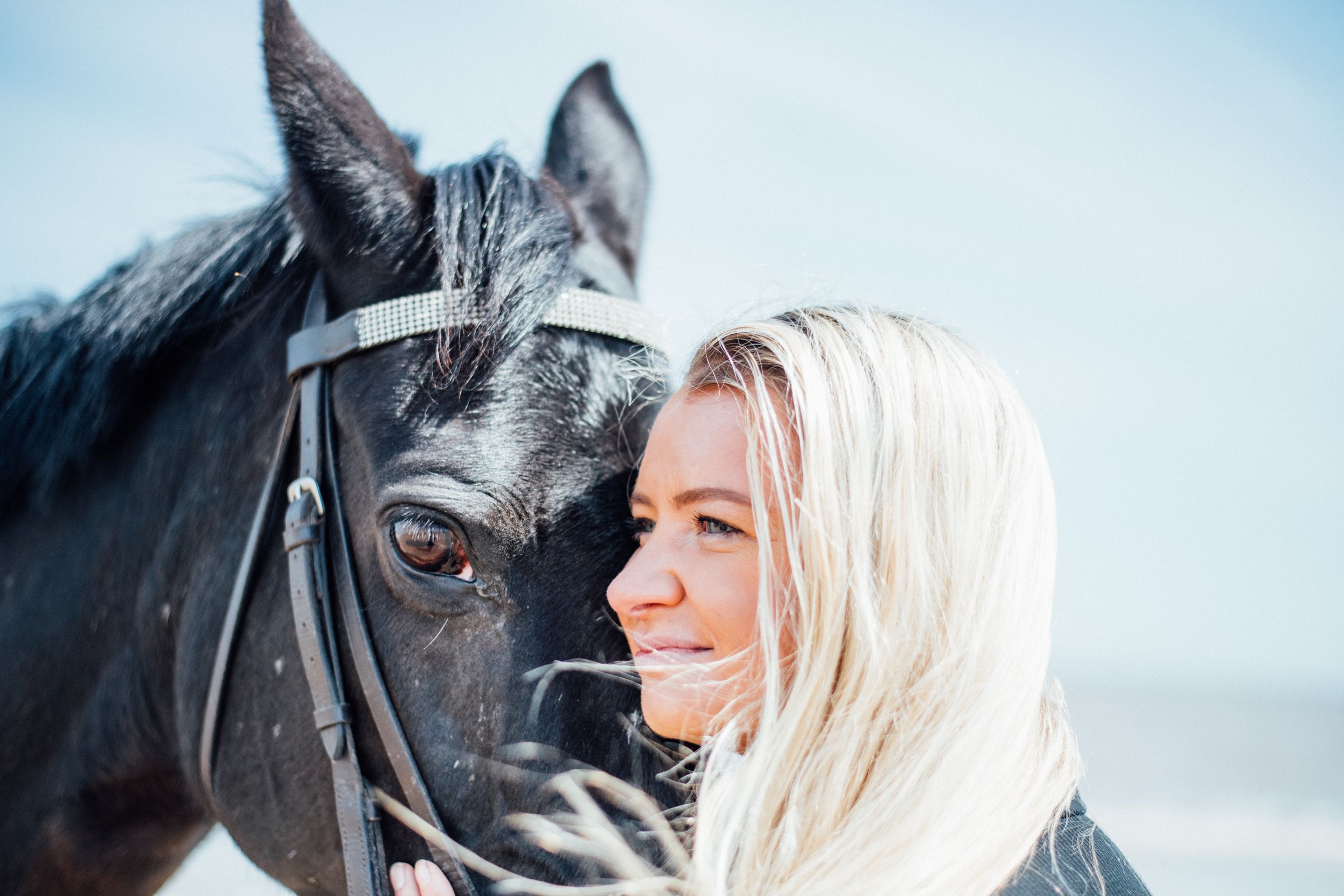 A close-up portrait of a black horse with bridle against a bright blue sky.