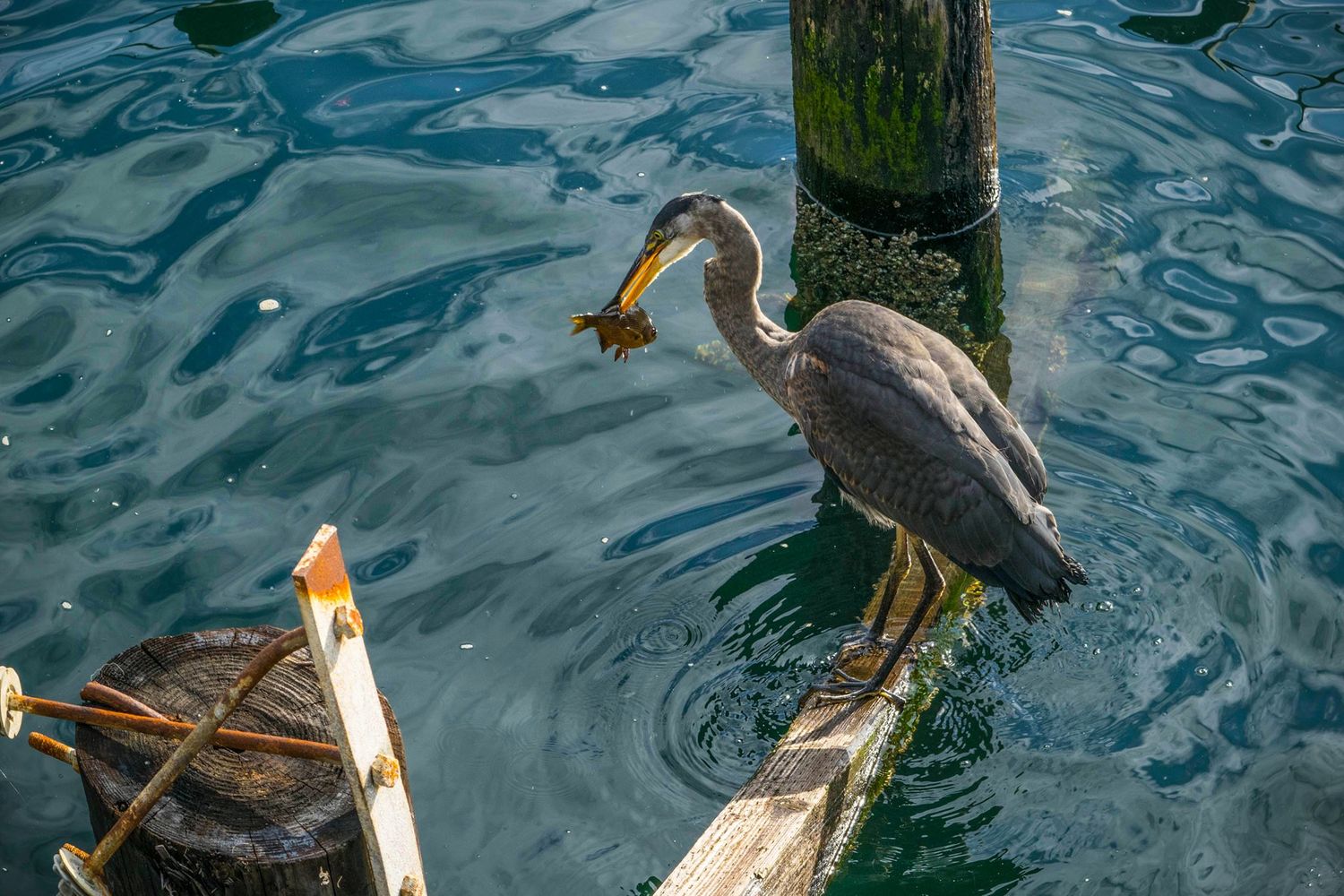 Great blue heron perches on wooden post while fishing in rippling blue water.