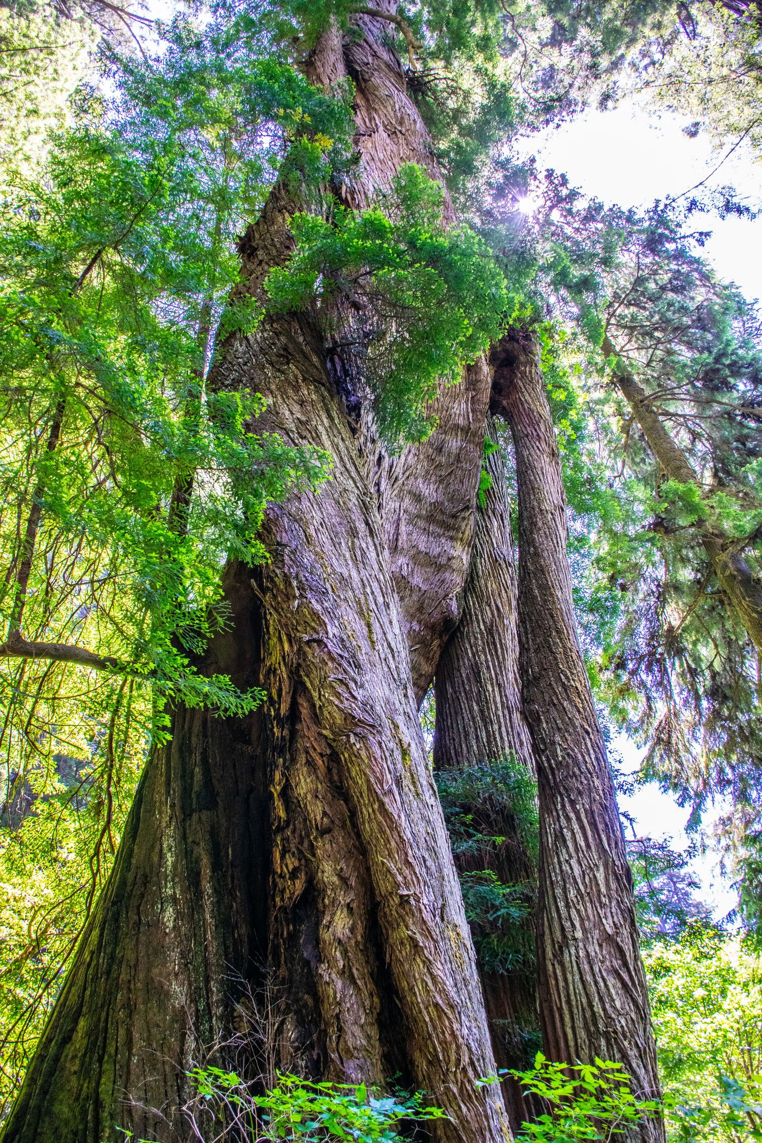 Majestic old growth redwood trees tower into the forest canopy.