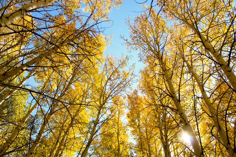 Looking up through vibrant yellow autumn aspen trees toward bright blue sky with sunlight filtering through.