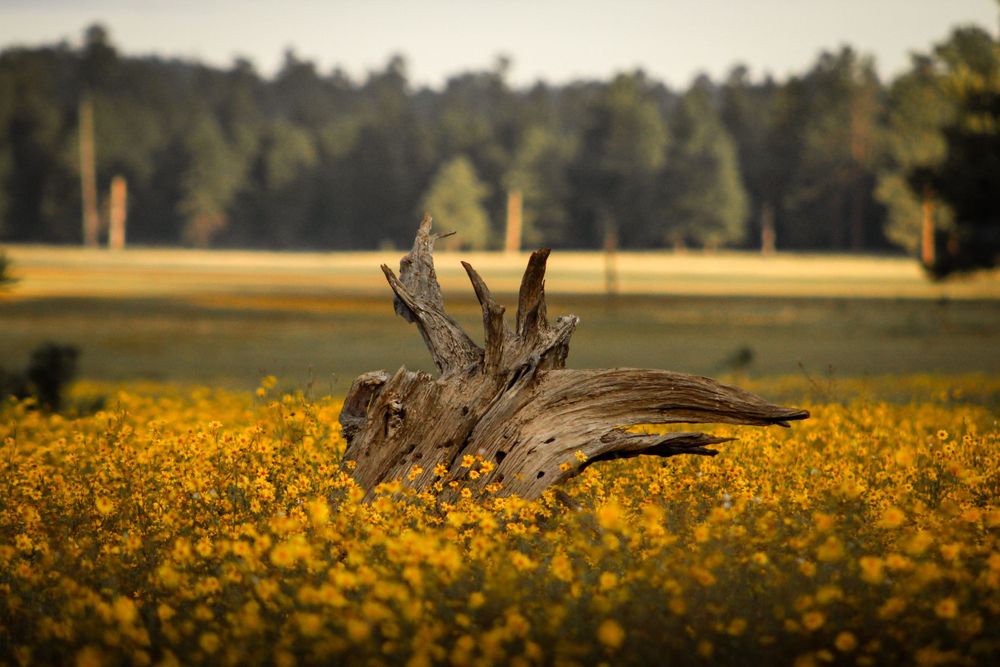 Weathered driftwood log surrounded by bright yellow wildflowers in a meadow with pine forest background.