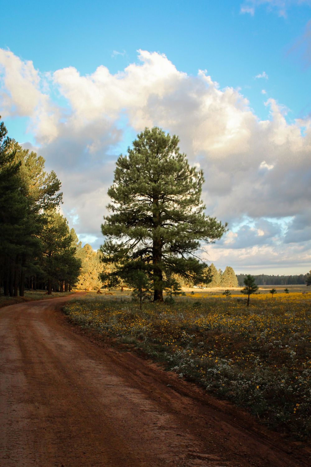 Lone pine tree beside red dirt road through wildflower meadow with dramatic clouds in blue sky.