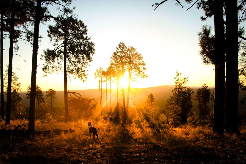 Golden sunset rays streaming through tall pine trees with silhouetted dog standing in forest meadow.