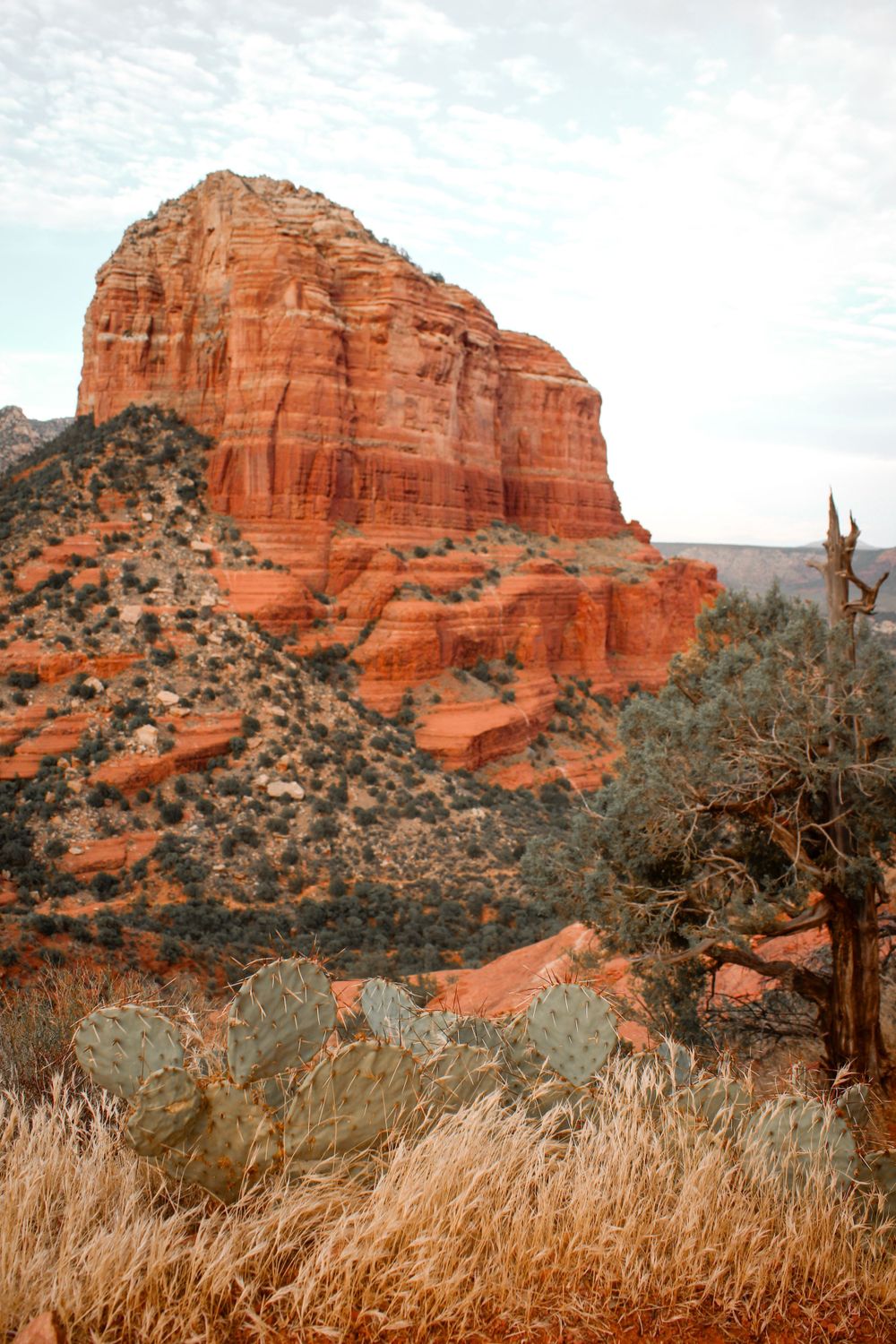 Dramatic red sandstone butte formation with prickly pear cactus and dry grass in Sedona Arizona landscape.