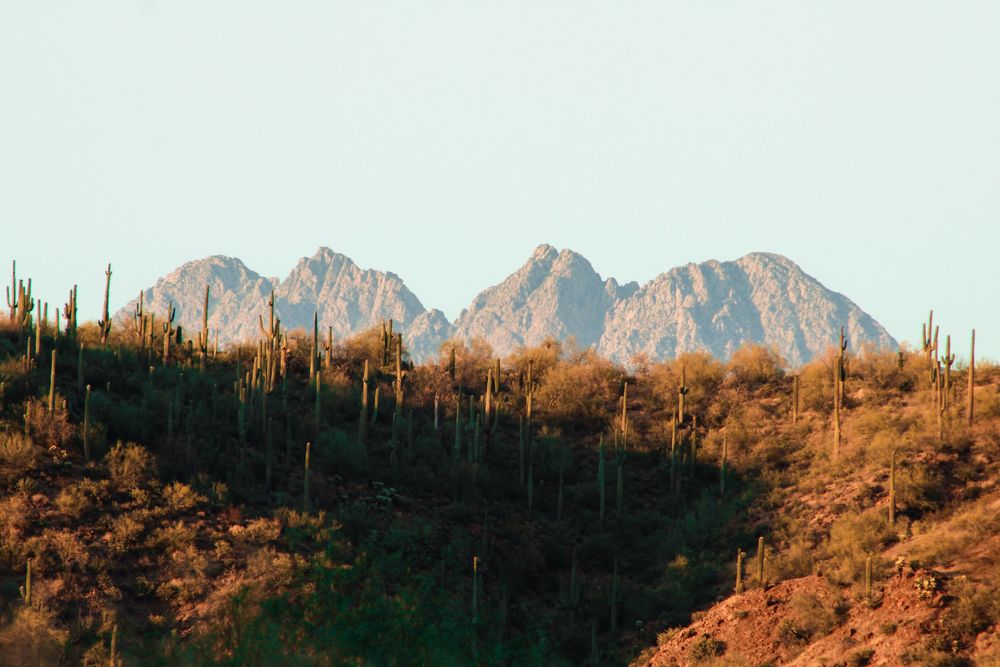 Desert landscape featuring tall saguaro cacti with rugged rocky mountain peaks rising in the background under a clear sky.