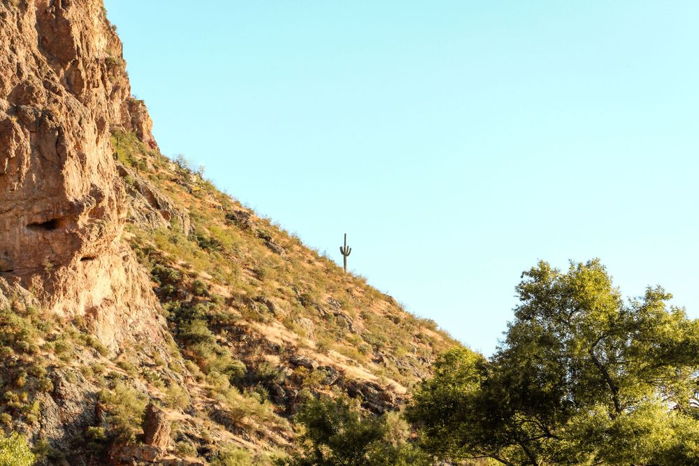 Lone saguaro cactus on a steep rocky canyon hillside with lush green trees below under a clear blue sky.