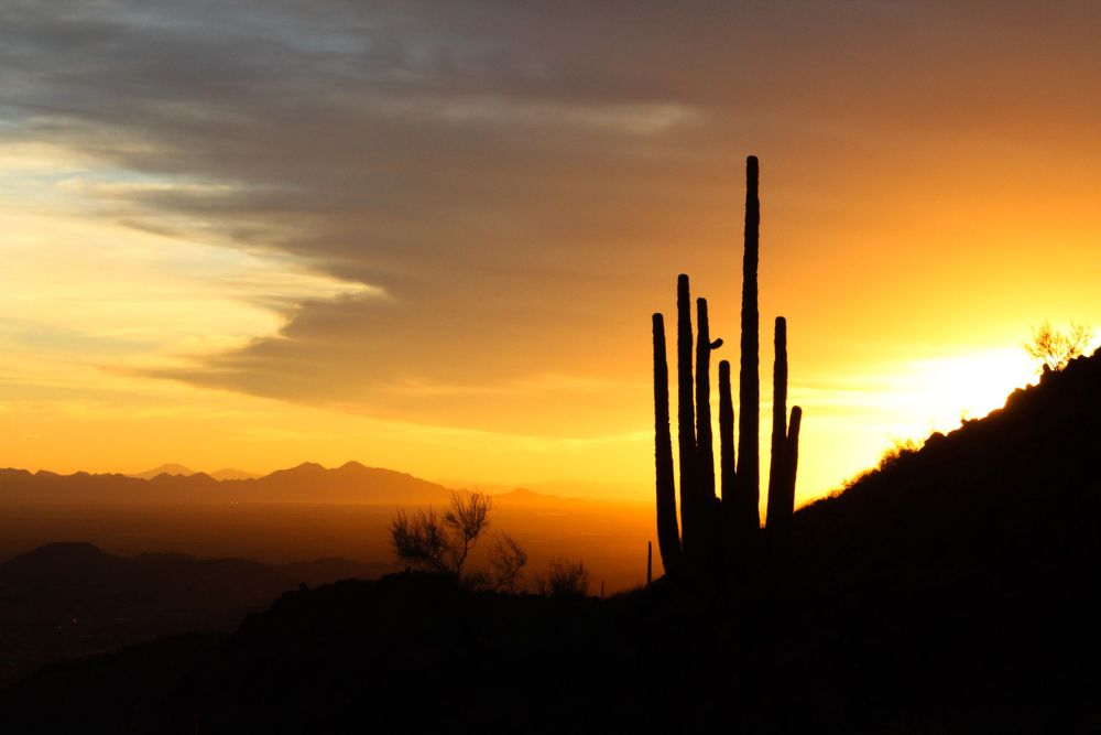 Stunning silhouette of tall saguaro cacti against a vibrant orange and golden desert sunset in Arizona.