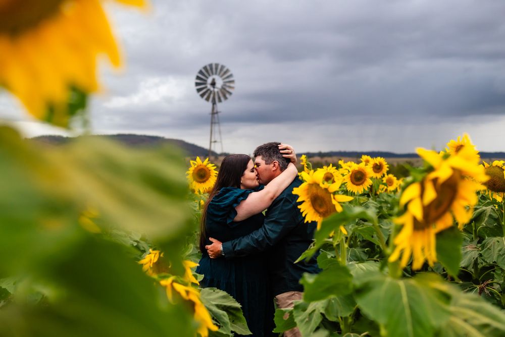 Romantic embrace among sunflowers with vintage windmill silhouette against moody sky.