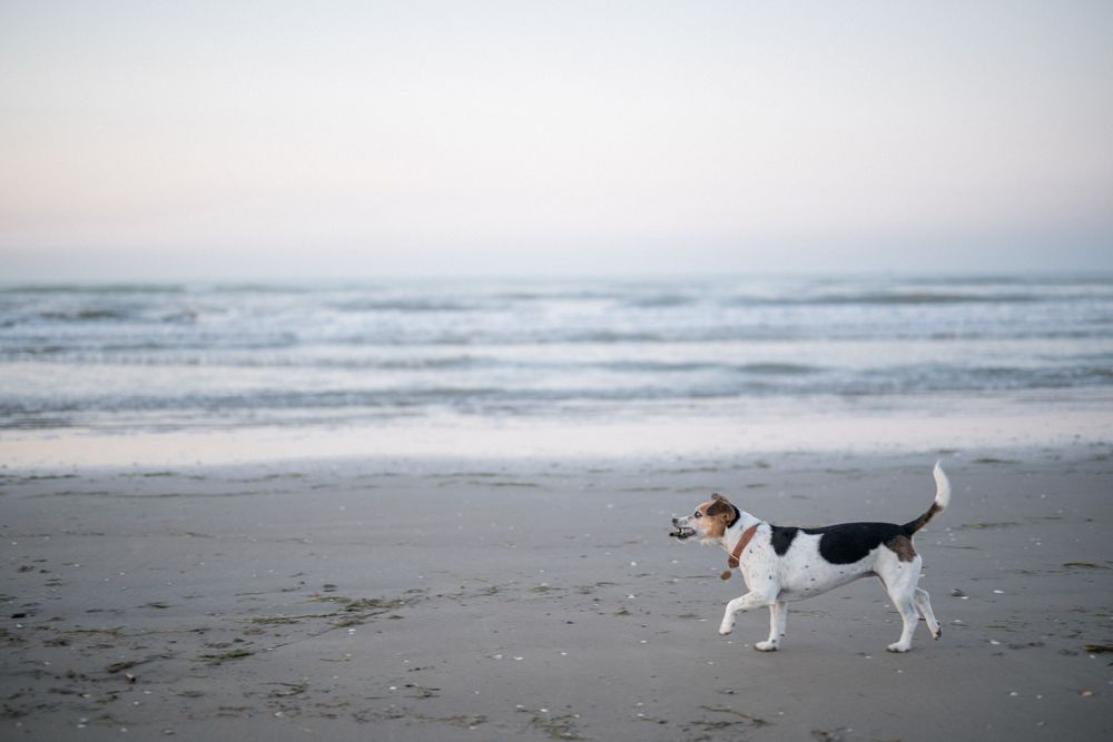 Jack Russell terrier standing alone on empty beach at sunset.