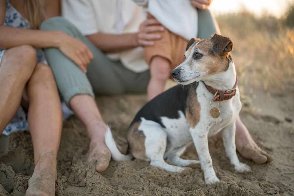 A Jack Russell terrier mix sits attentively beside its family on the beach at sunset.