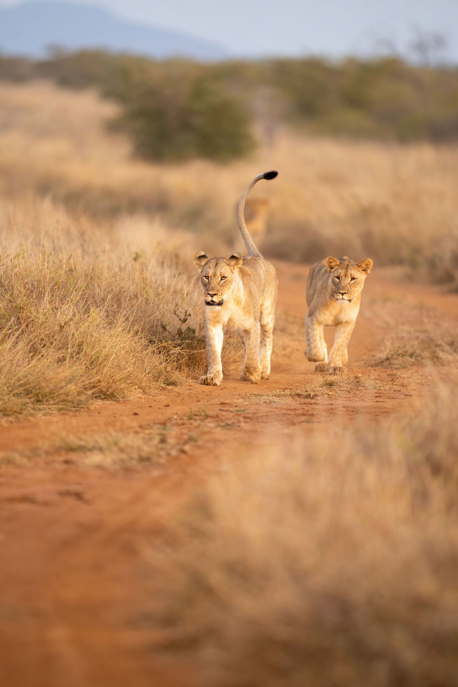 Pride of lions walking together across dusty African savanna in afternoon light.