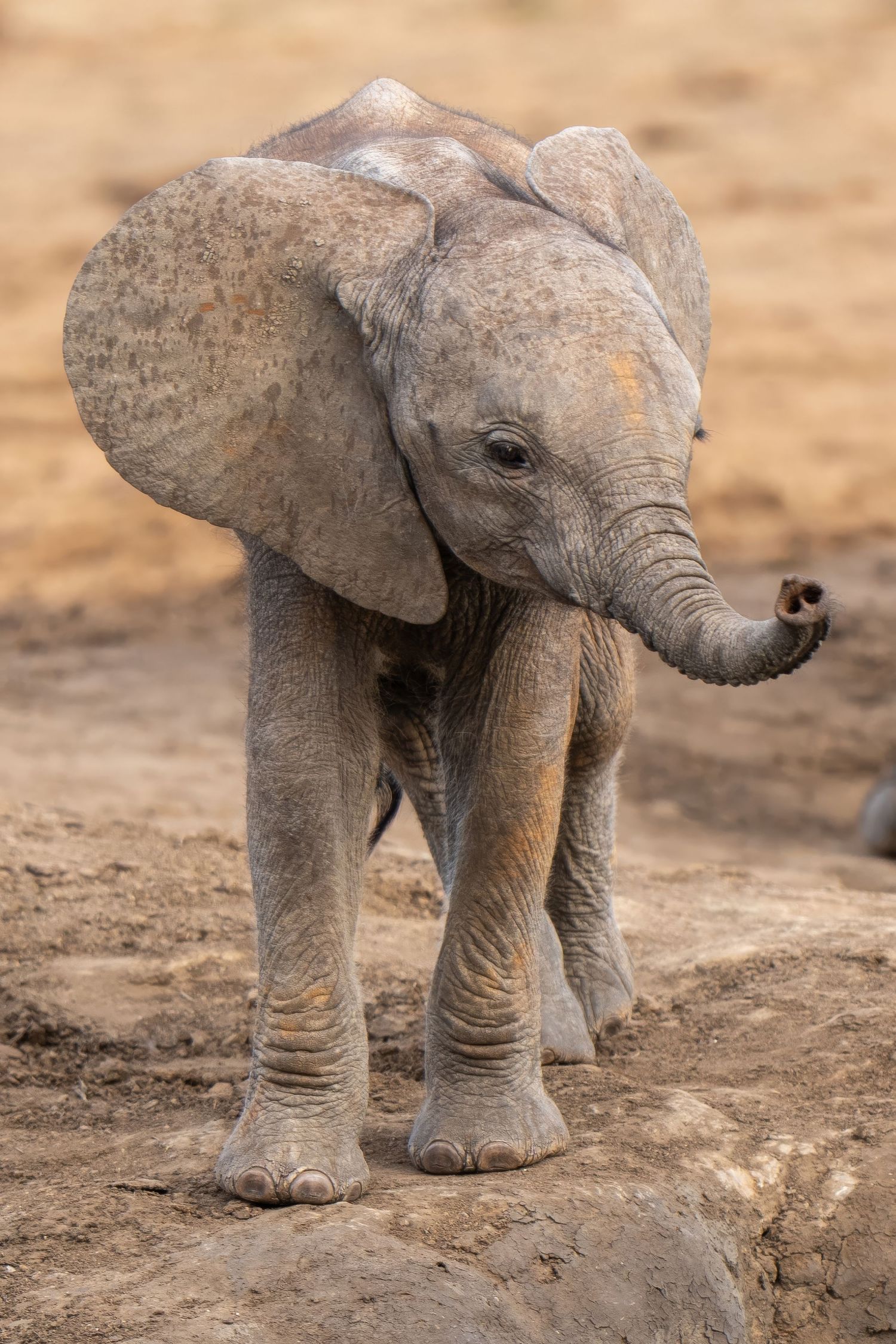 Baby elephant calf with large ears standing on dusty ground.