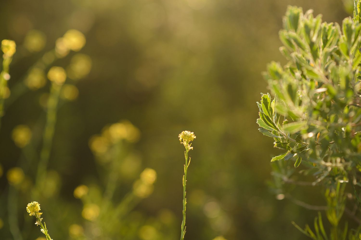 Flor amarilla pequeña sobre fondo verde desenfocado