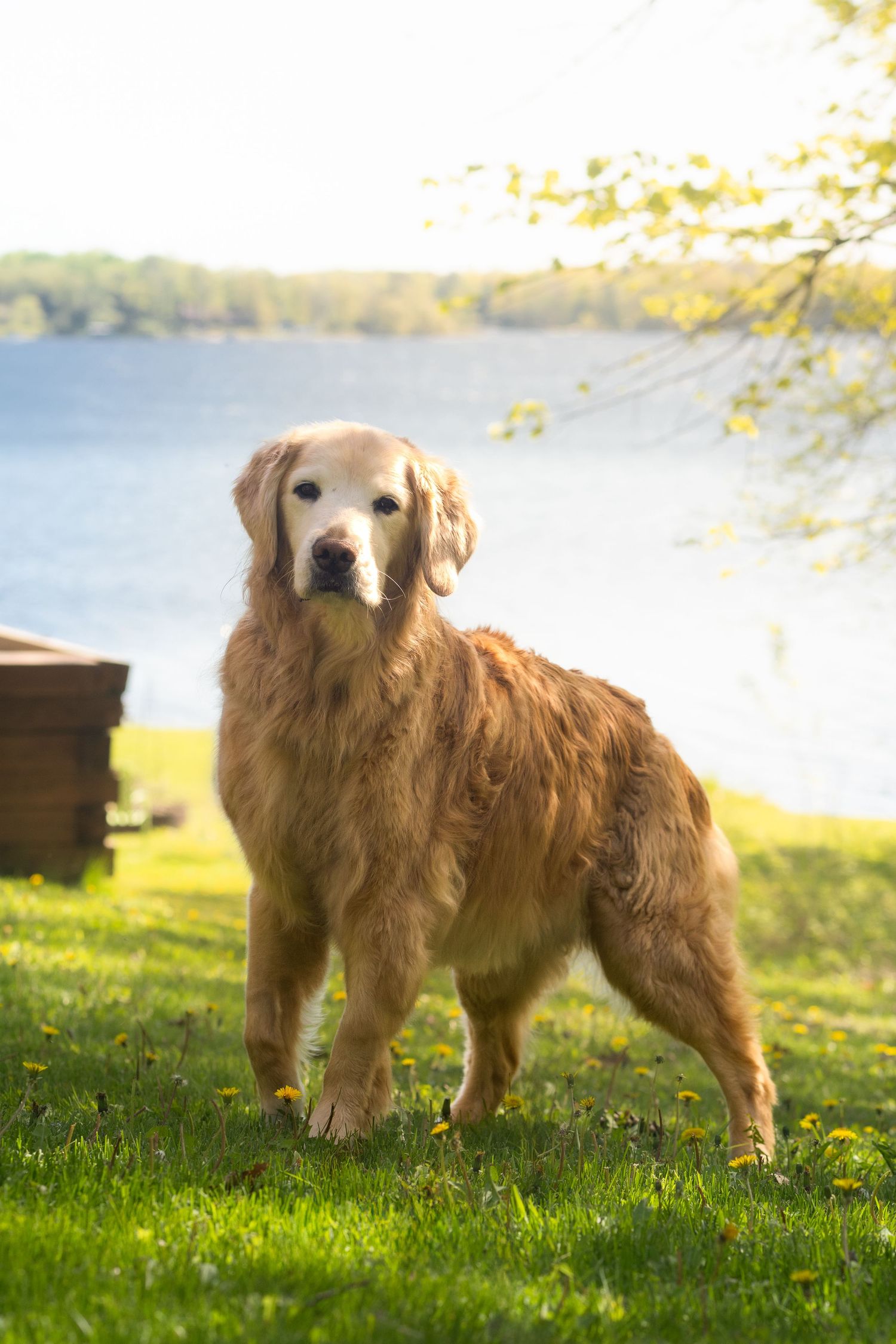 Golden retriever standing on green grass near a sunlit lake with trees in the background on a sunny day.