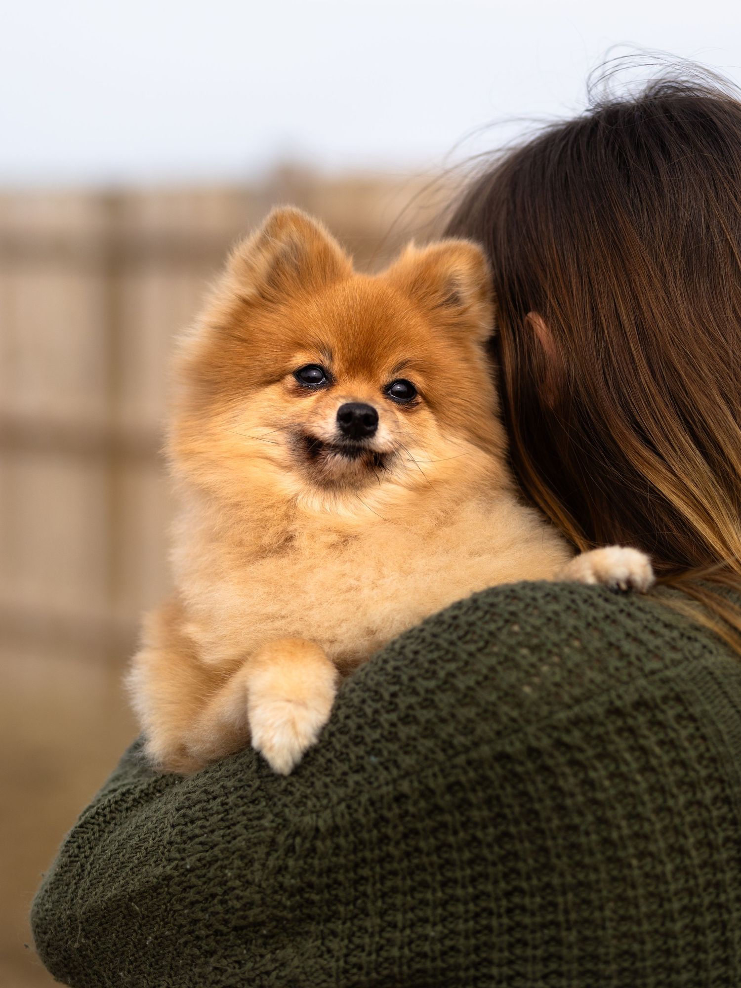 woman facing away holding a small Pomeranian dog that is looking over her shoulder