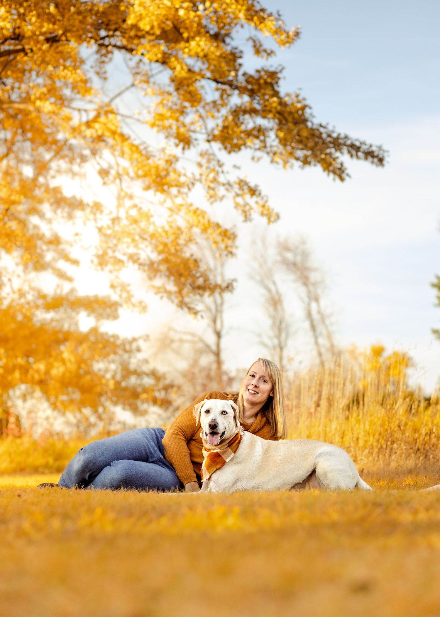 Yellow Labrador dog lying in golden autumn leaves outdoors.
