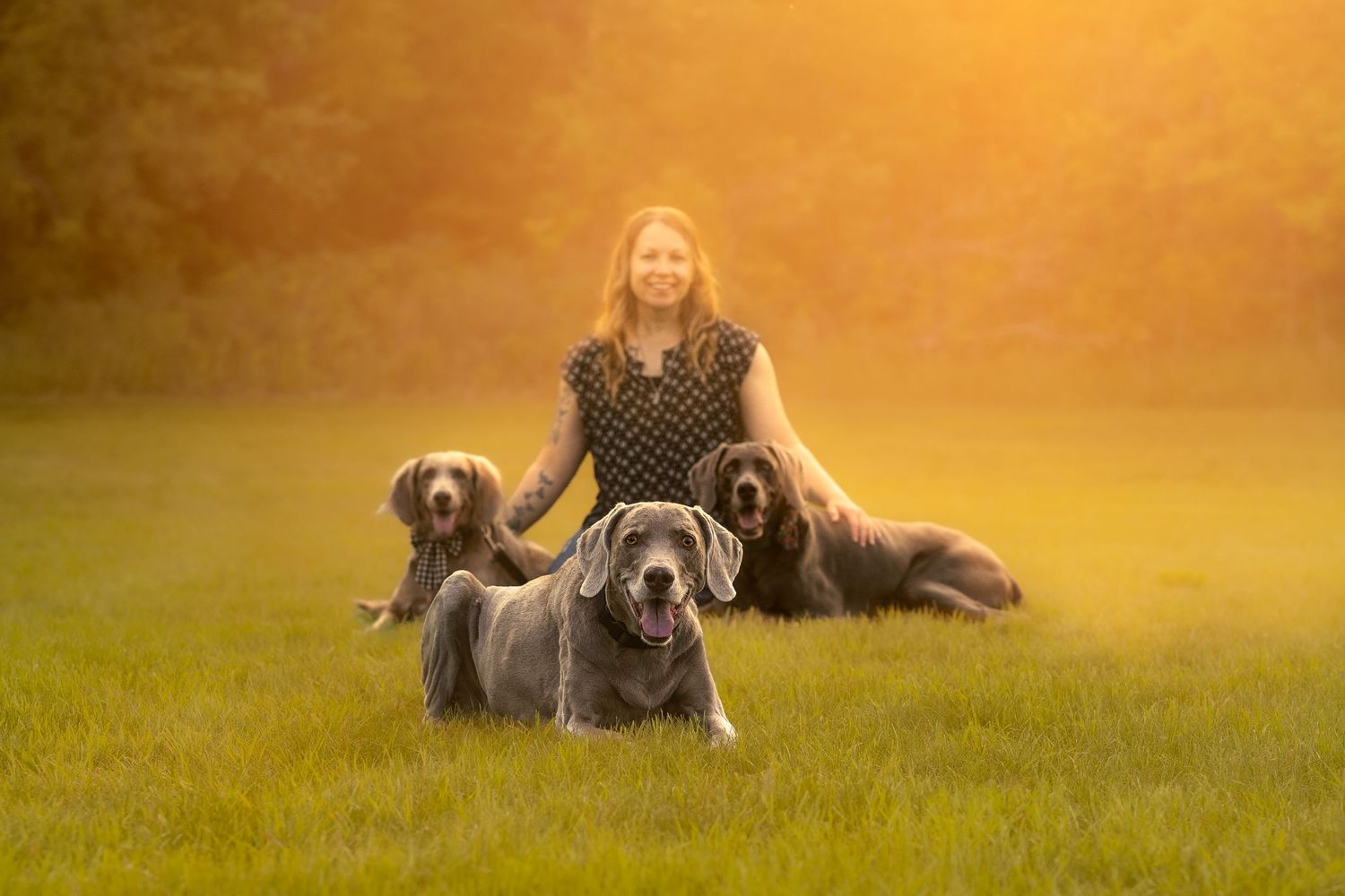 A person and two Great Danes enjoy a golden sunset in a grassy field while posing for a portrait.