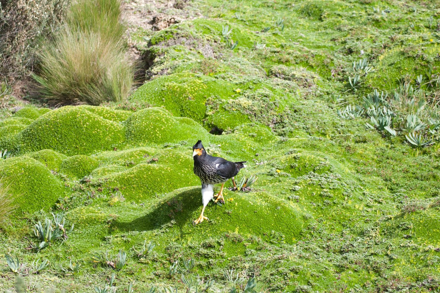 Carunculated Caracara