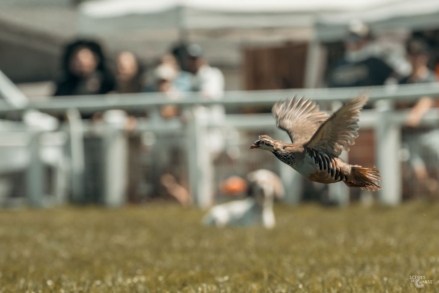 Perdreau en vol lors d'un salon de la chasse, avec démonstration de chiens d'arrêt
