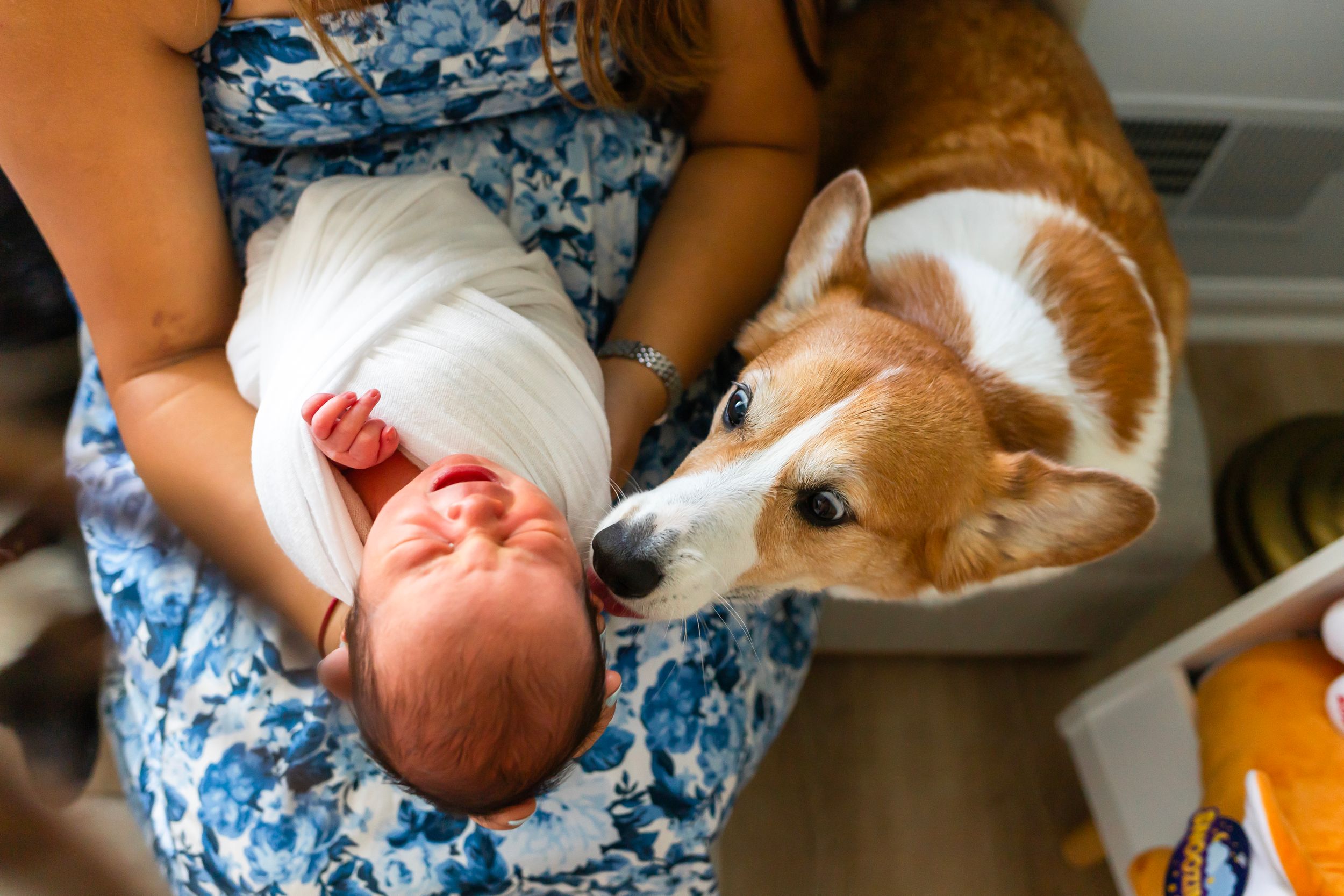A newborn baby lies in a floral dress lap while a brown and white dog looks on curiously.