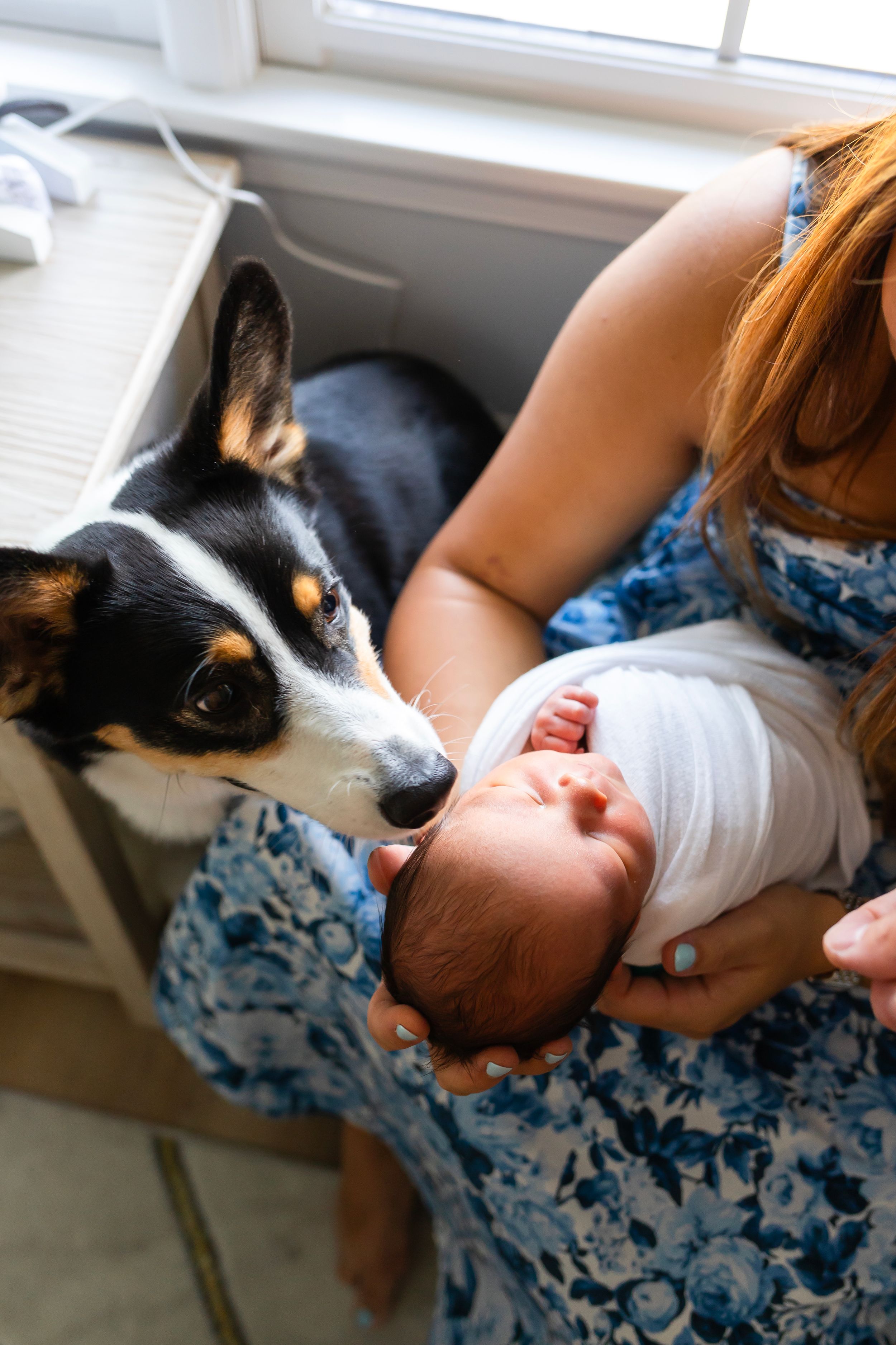 A black and white dog peeks at a swaddled newborn baby being held in a floral dress.