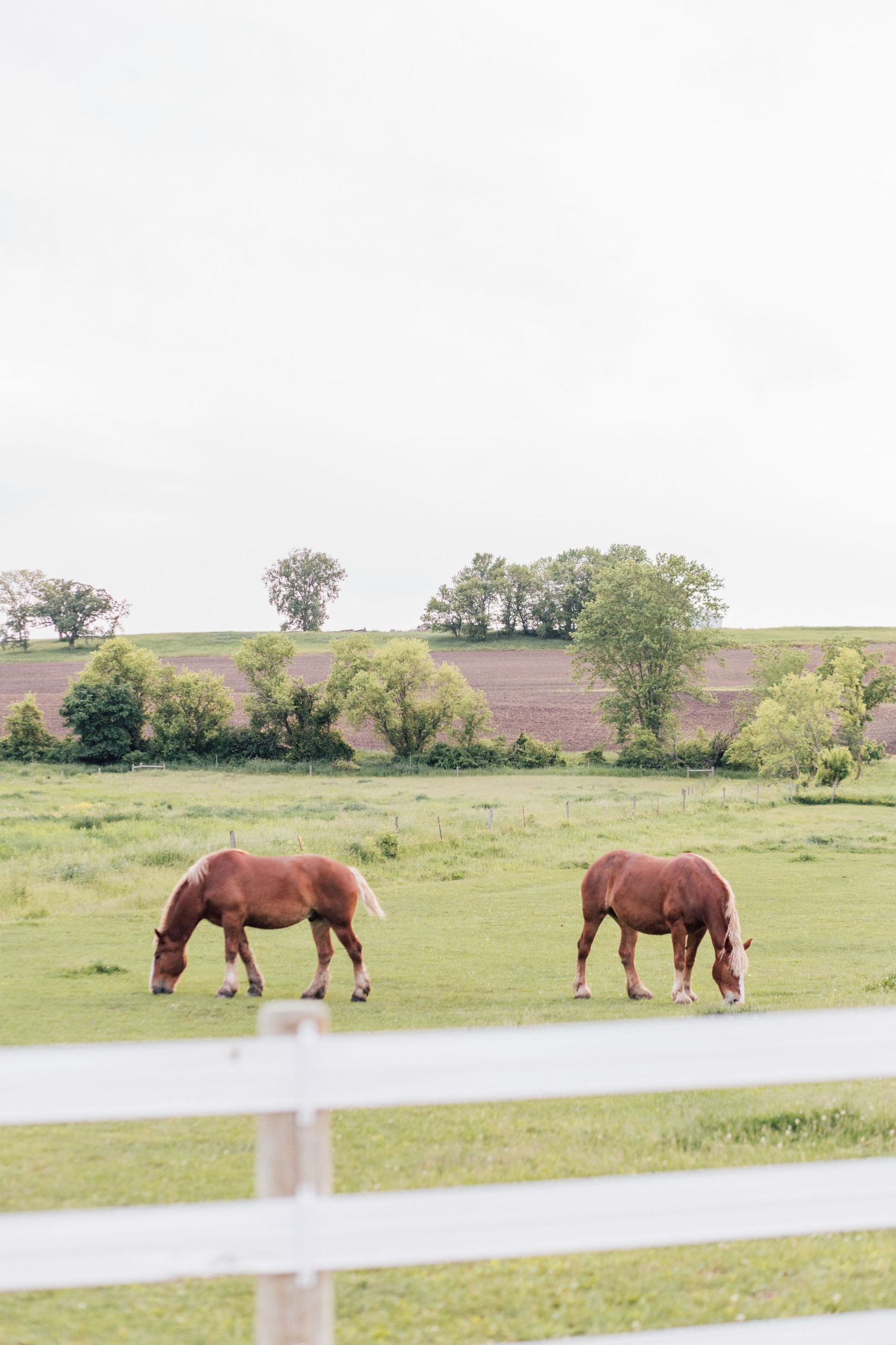 An Enchanted Wedding at Oak Hill Farm