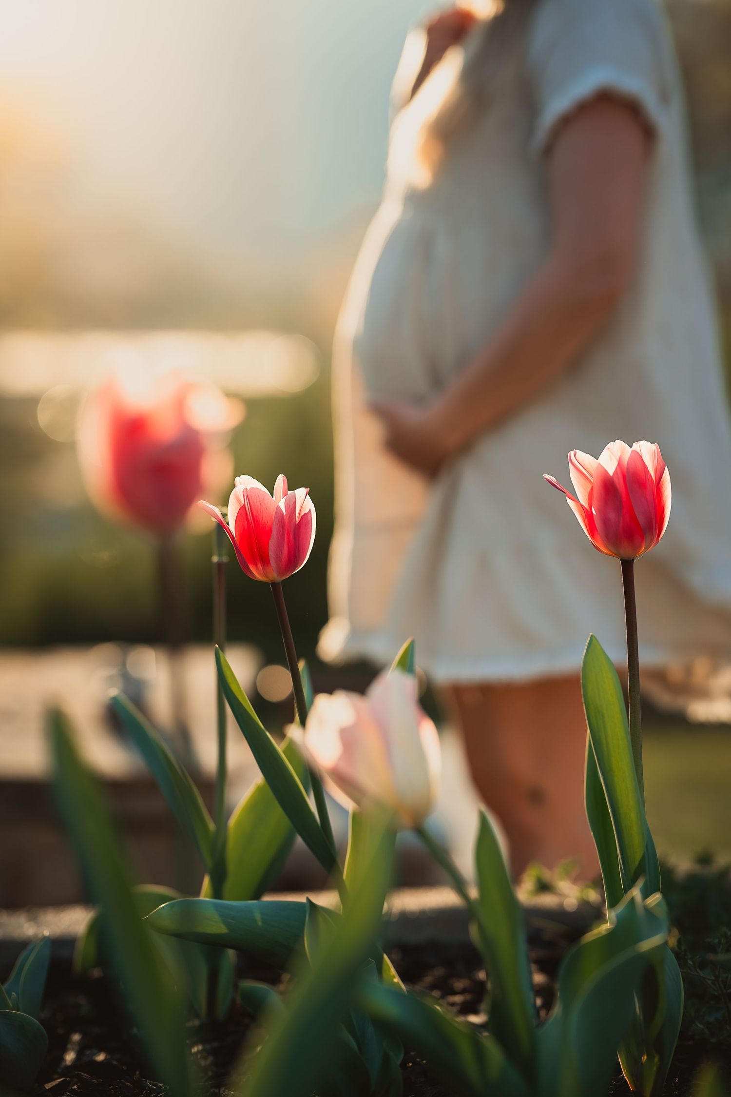close up shot of a pink tulip with a pregnant woman holding her belly behind