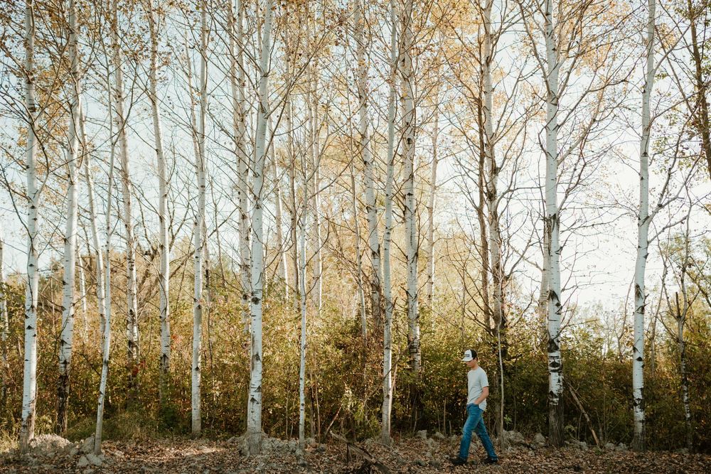 Person walking through a scenic grove of tall white birch trees on an autumn day in natural light.