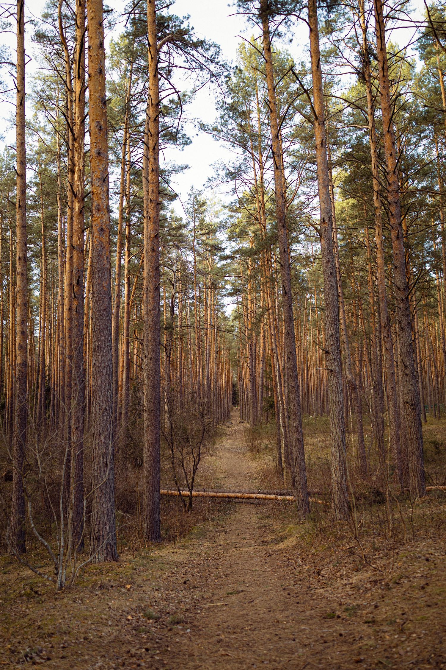 Lithuanian forest near Vilnius. log. a bicycle rider travels very far