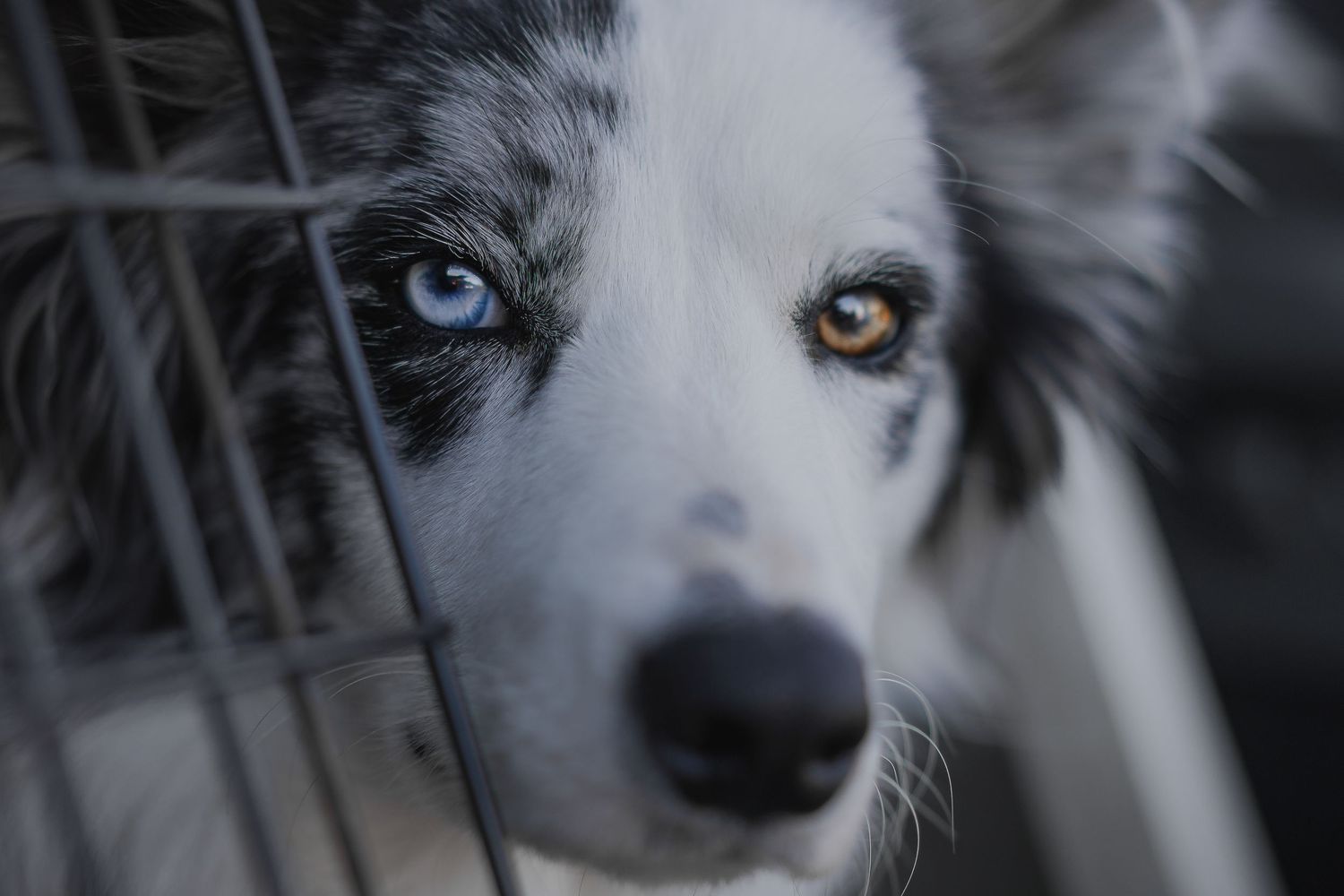 foto; fotografia; cane; fotografo; fotografo Firenze; Firenze; dog; dog photographer; photo; fotografo di cani; fotografo cani; cane;