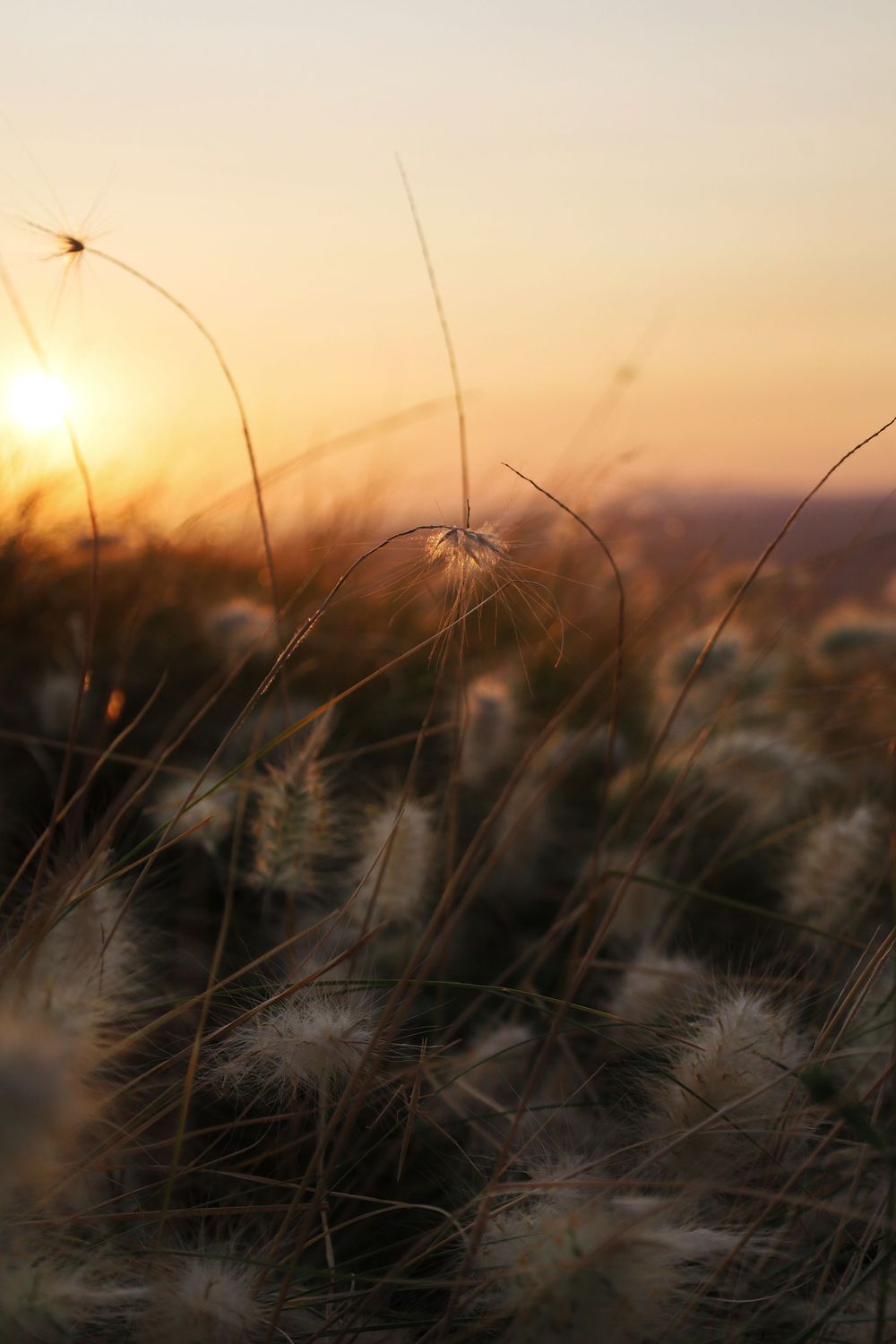 Silhouetted grass stalks against a golden sunset sky.