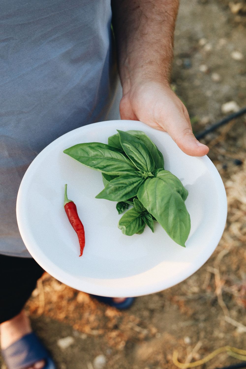 Fresh basil leaves and red chili pepper arranged on a white plate.