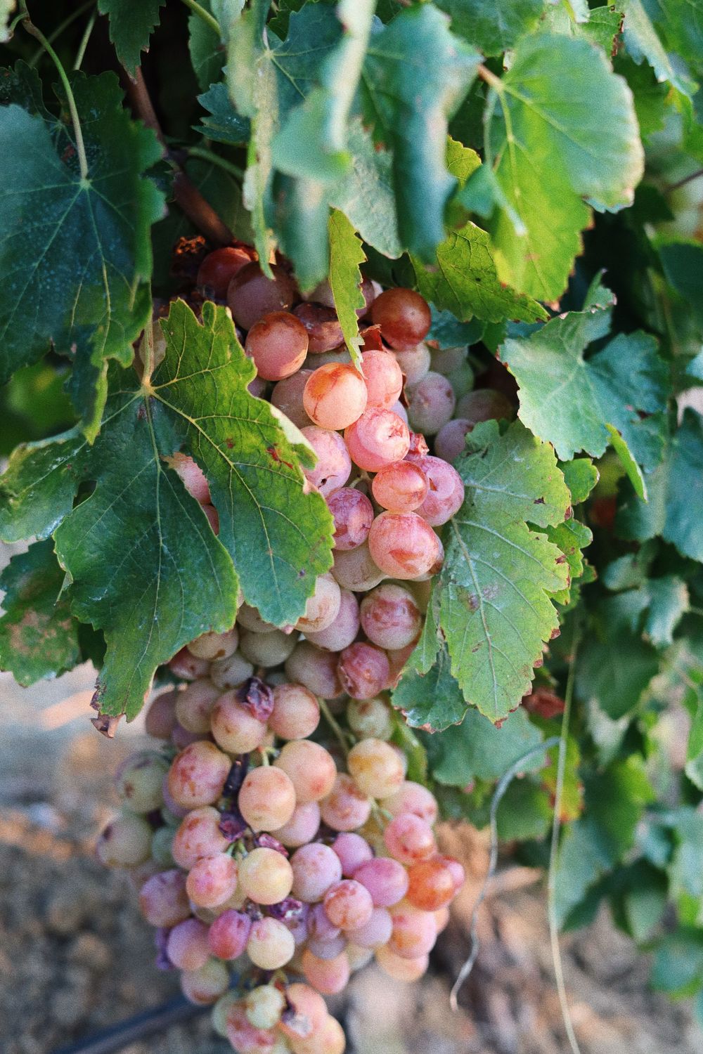 Clusters of ripe pink wine grapes hanging from green vine leaves.