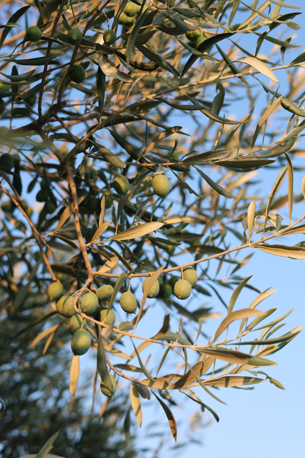 Close-up of olive branches laden with green olives against a bright blue sky.