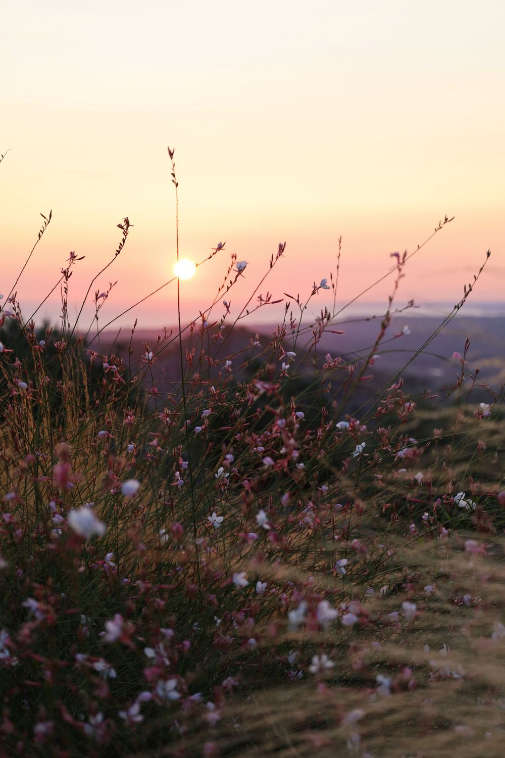 Wild flowers silhouetted against a pastel sunset sky in the countryside.