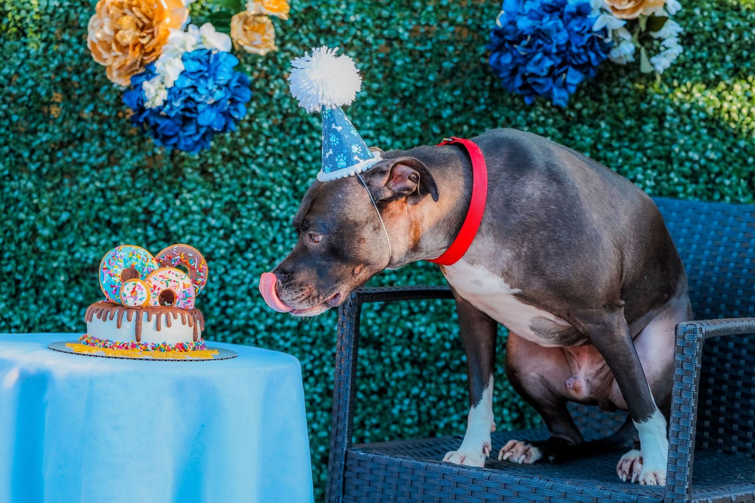Gray pit bull dog eagerly eyes a birthday cake on blue table with floral decorations.