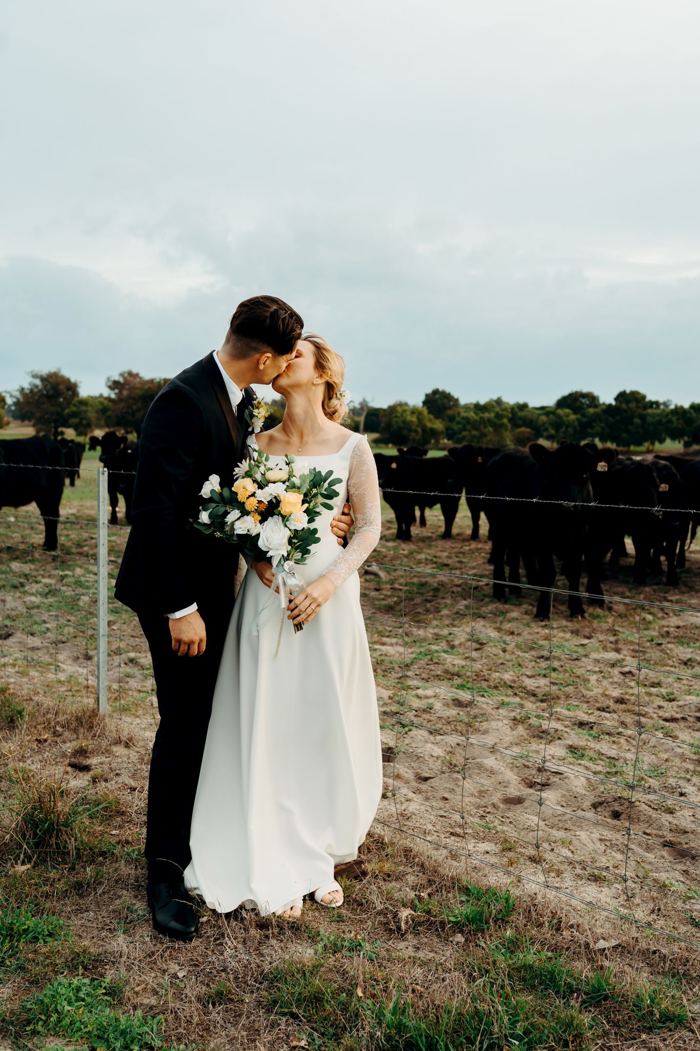 A couple in wedding attire share an intimate moment in a rustic field with dark cattle in the background.
